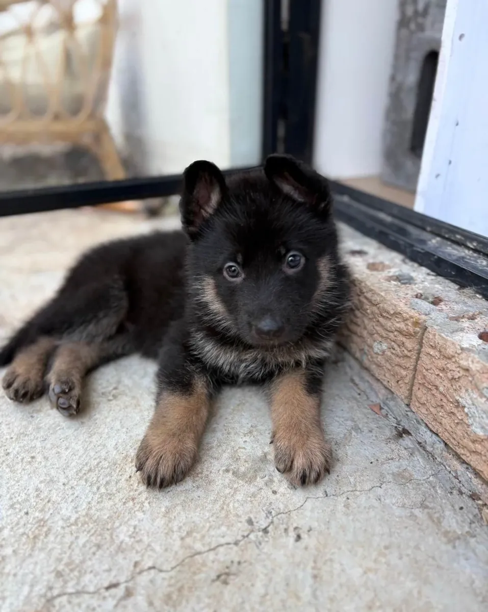 德国牧羊犬幼犬可供出售