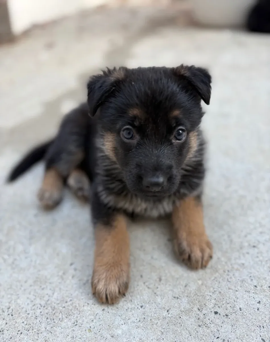 德国牧羊犬幼犬可供出售