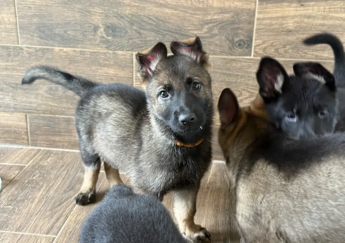 华丽的德国牧羊犬待领养