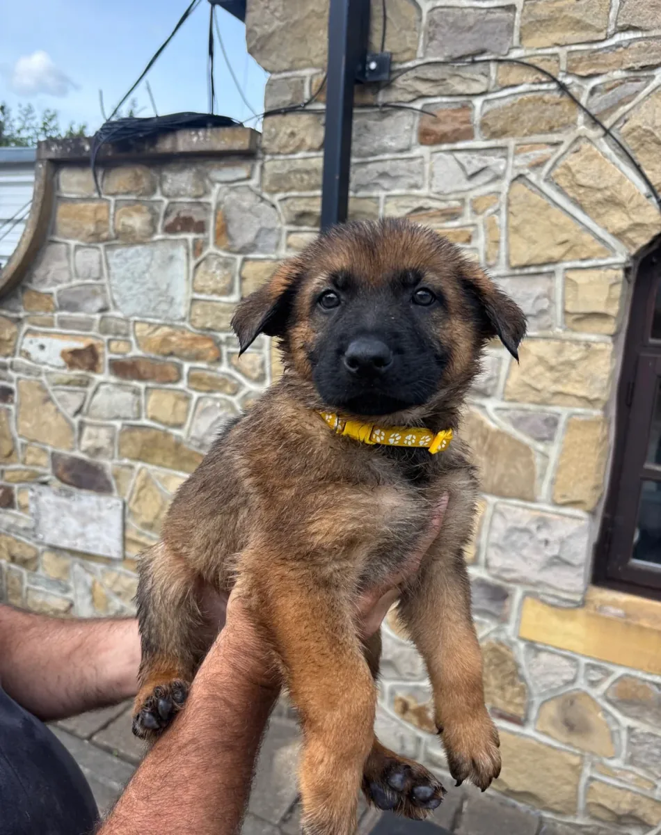 Cachorros de Pastor Alemán para Familia Amante de las Mascotas
