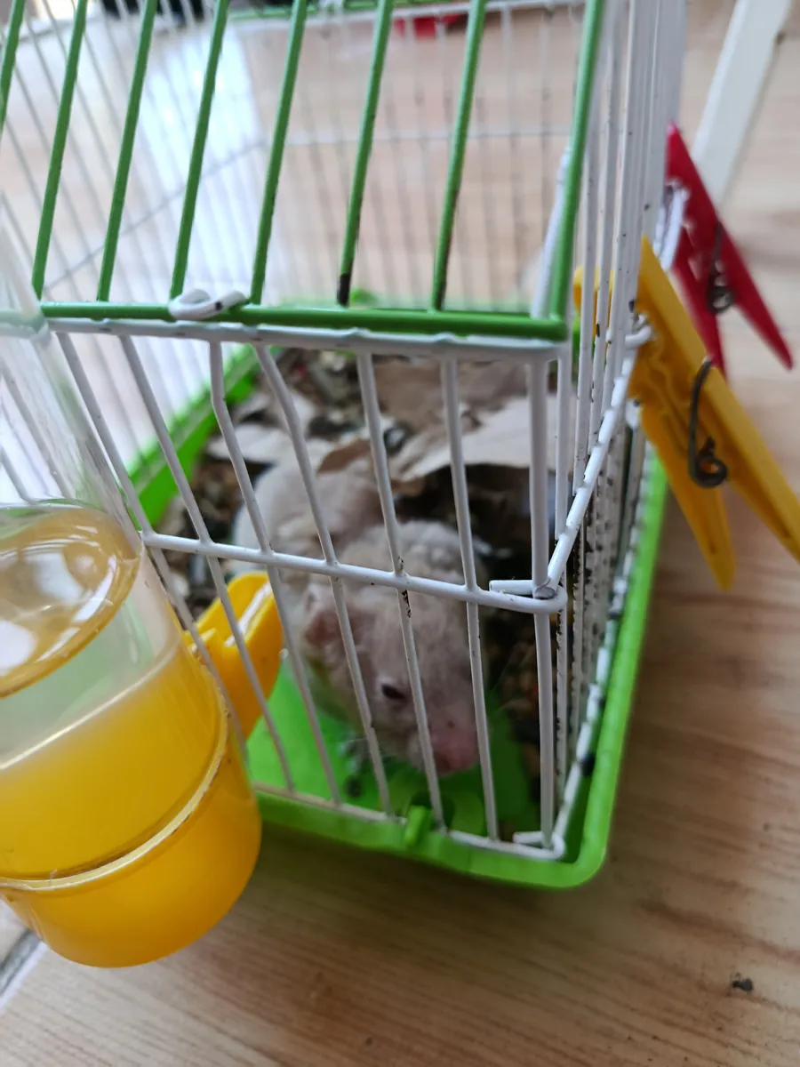 免费仓鼠及所有配件