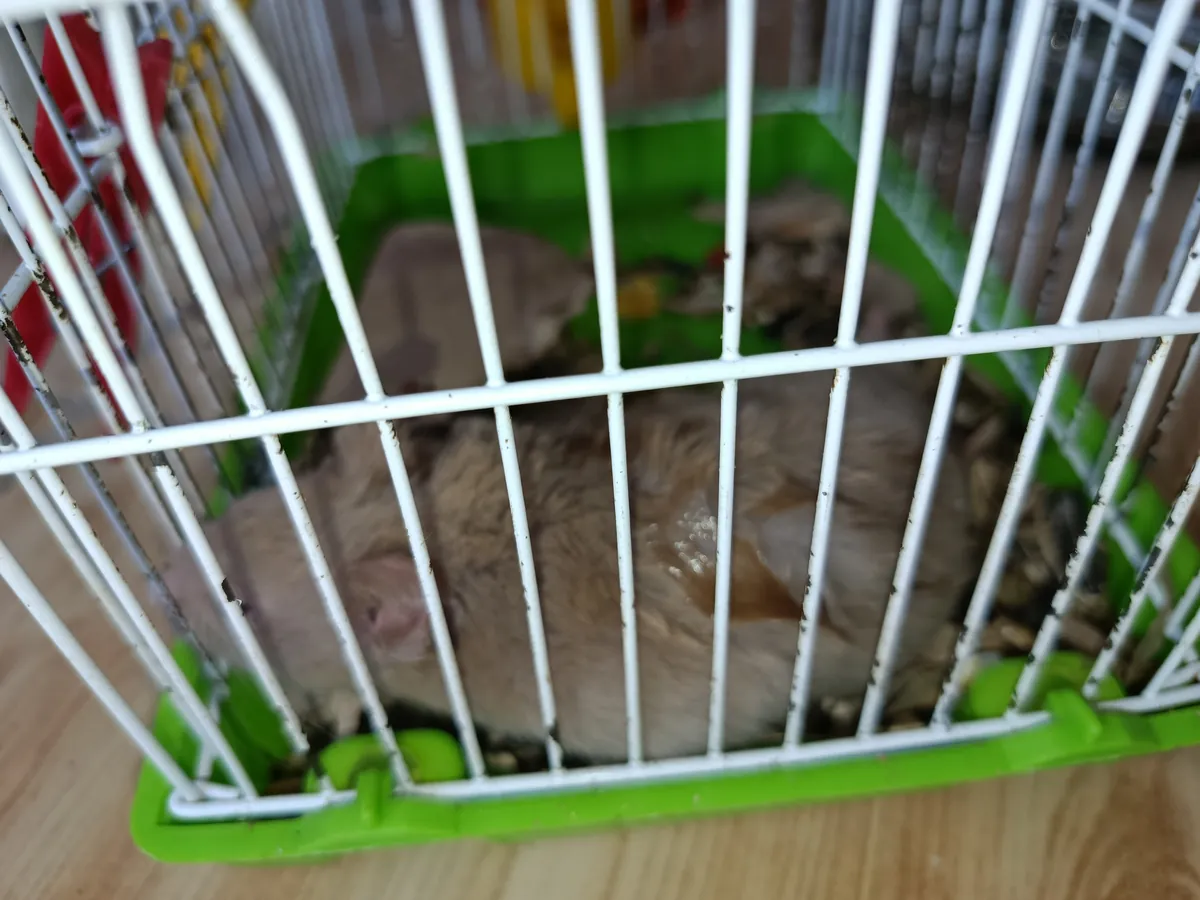 免费仓鼠及所有配件