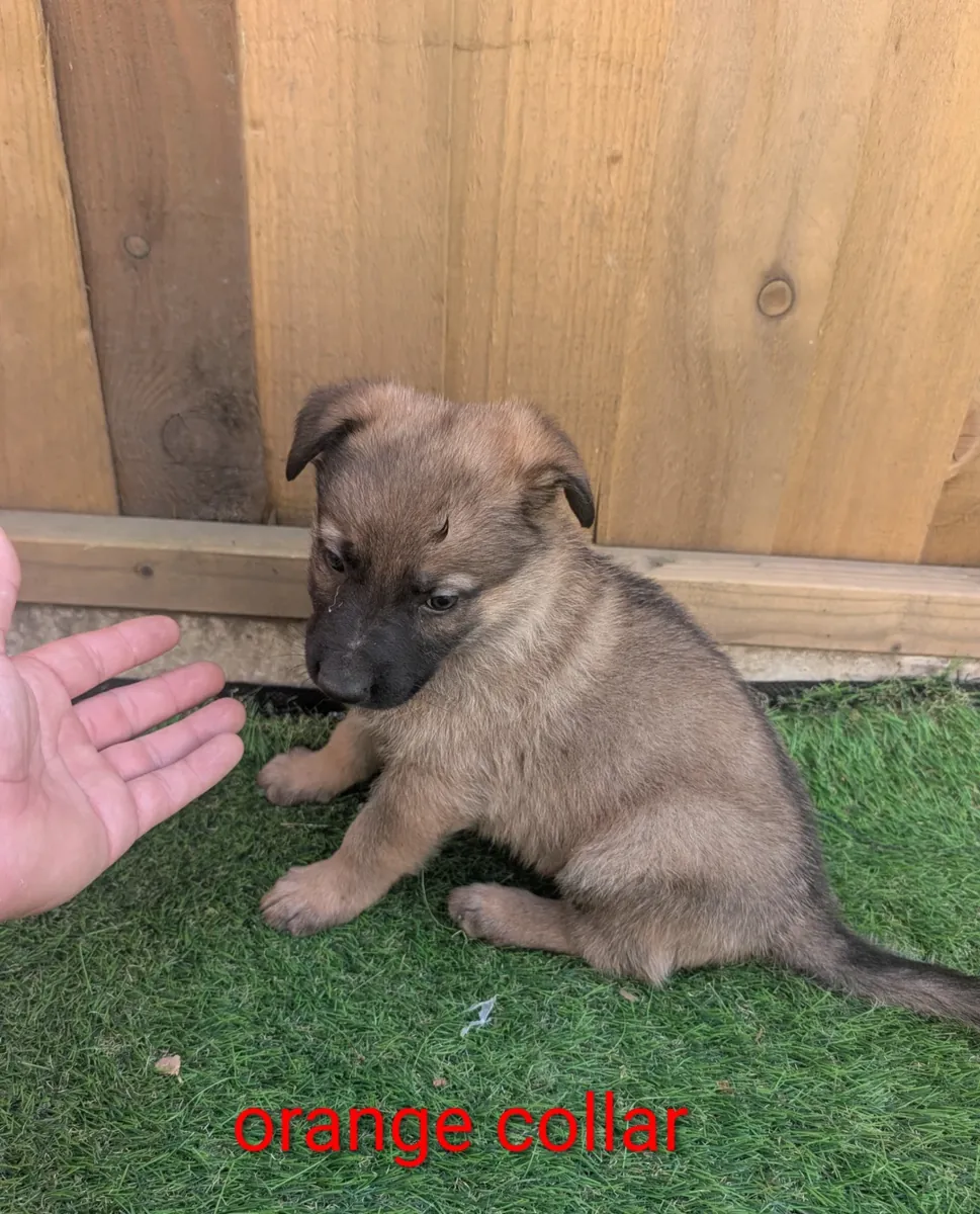 华丽而壮观的德国牧羊犬幼犬寻找新家