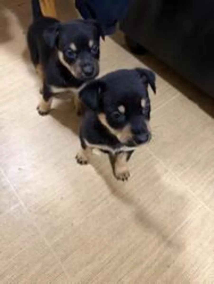 Pure Australian Kelpie sheepdog puppies