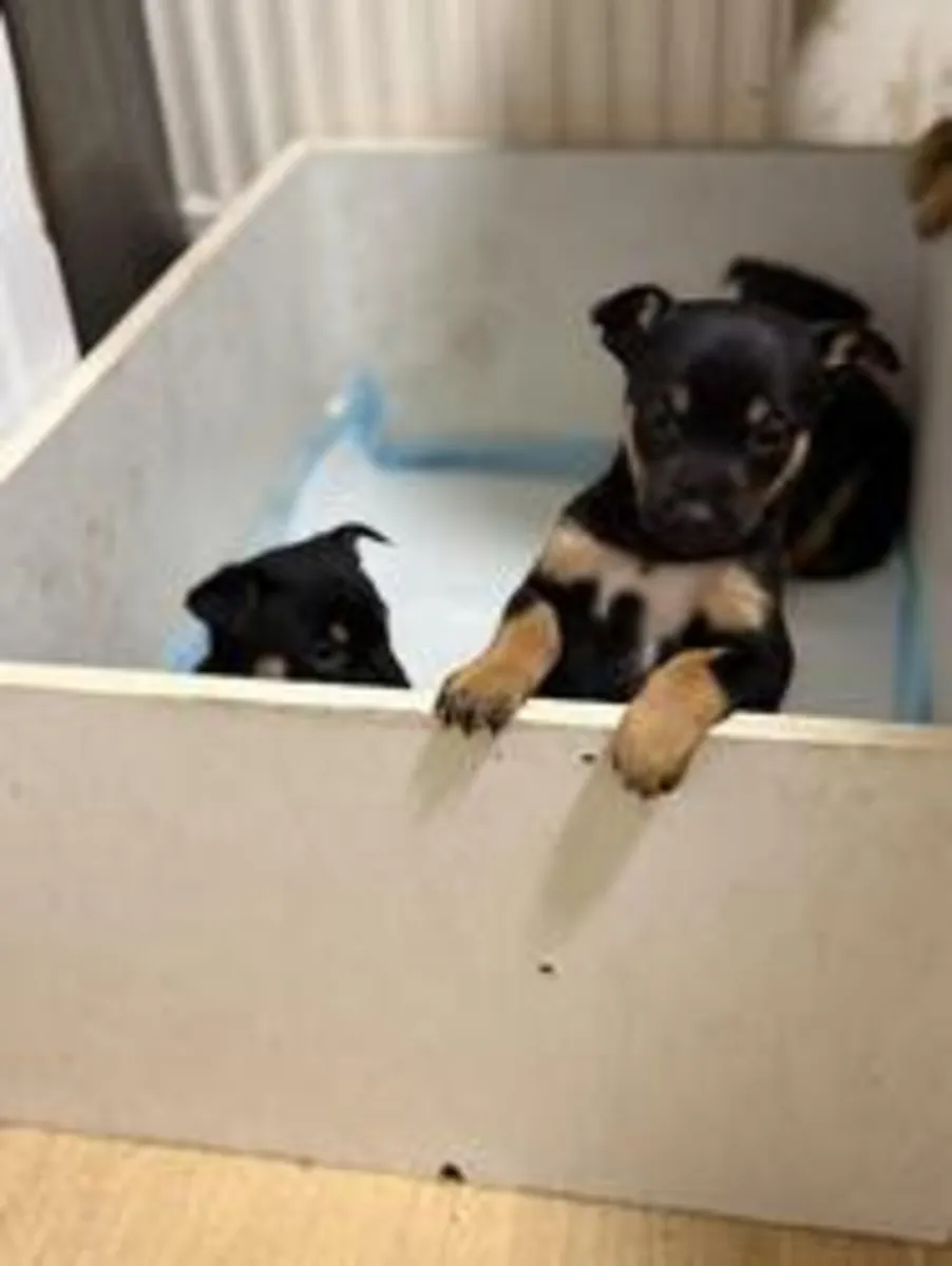 Pure Australian Kelpie sheepdog puppies