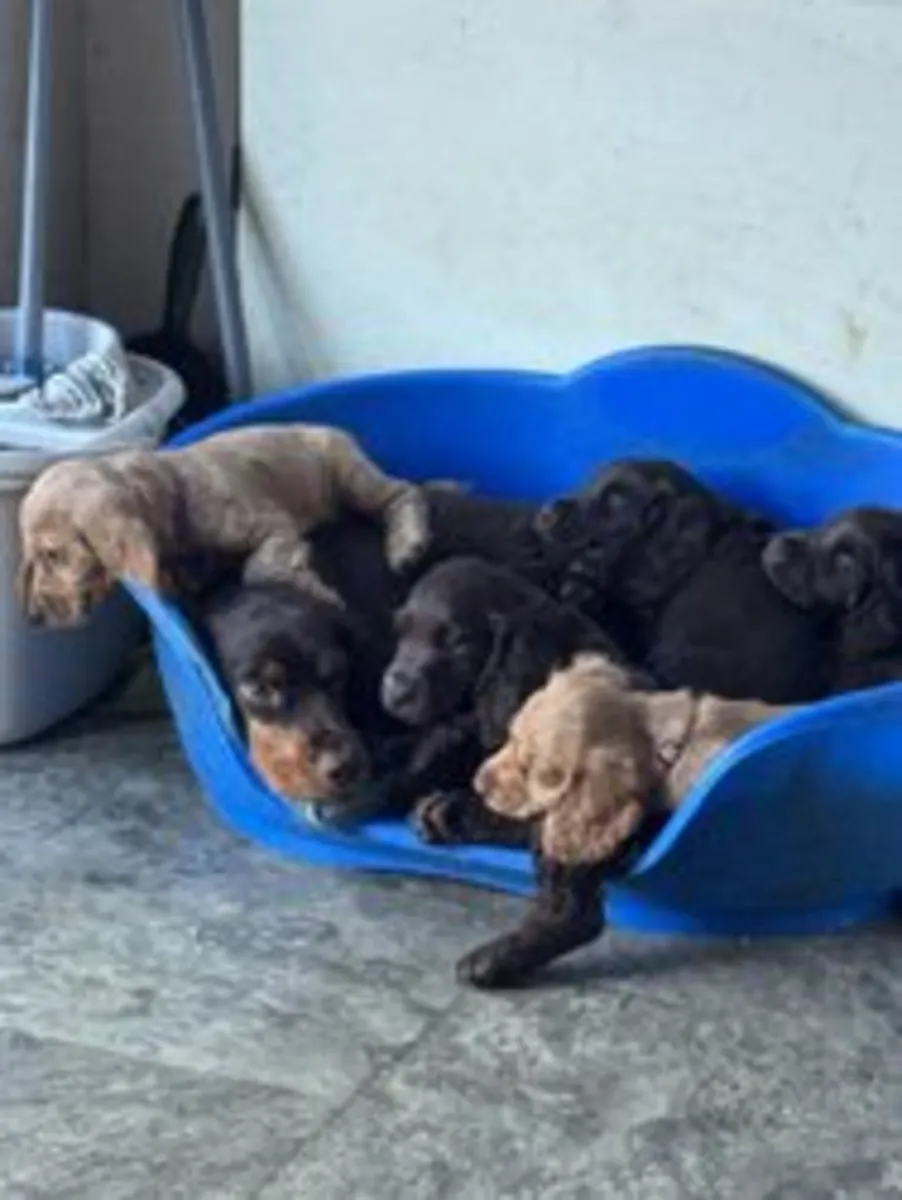 五只可卡犬小狗