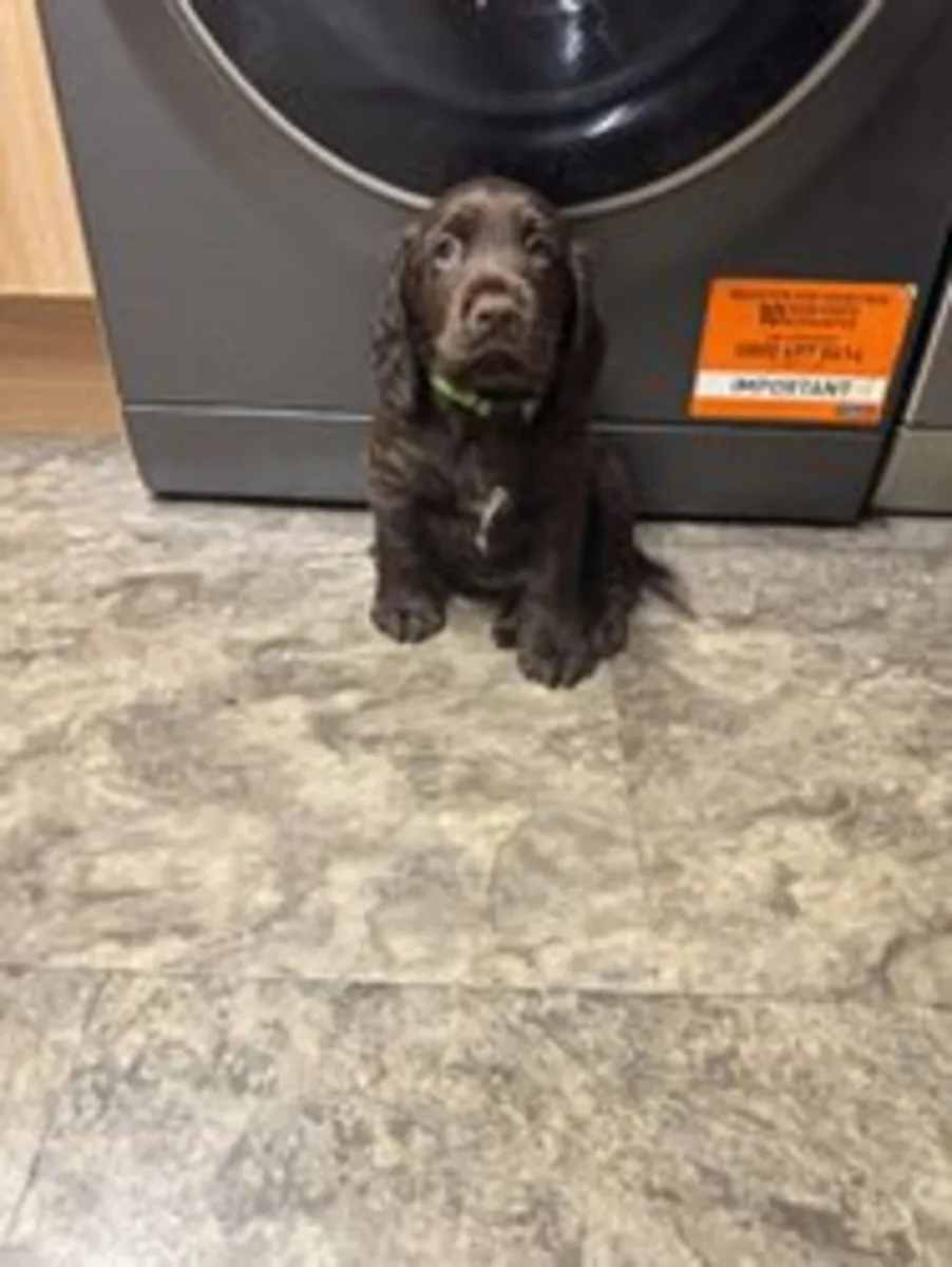 五只可卡犬小狗
