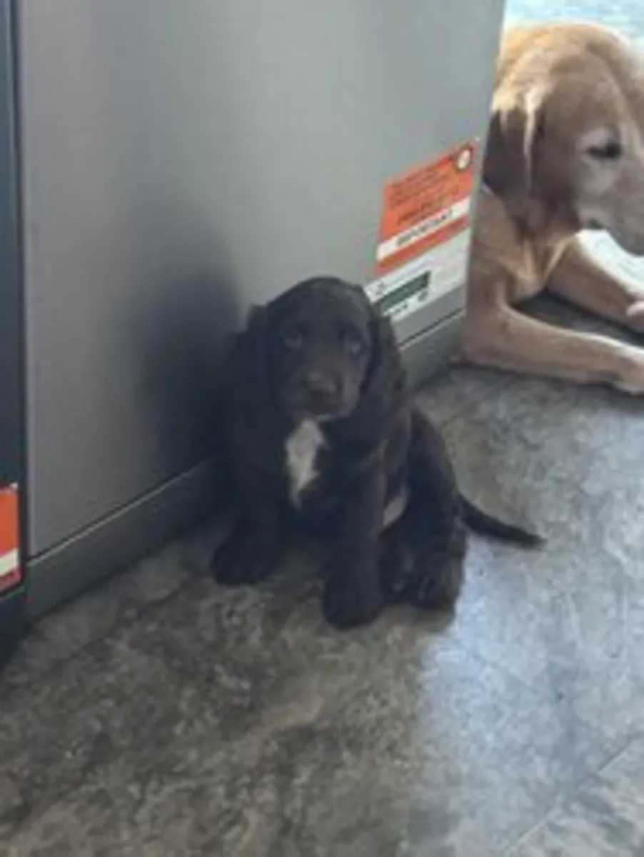 五只可卡犬小狗