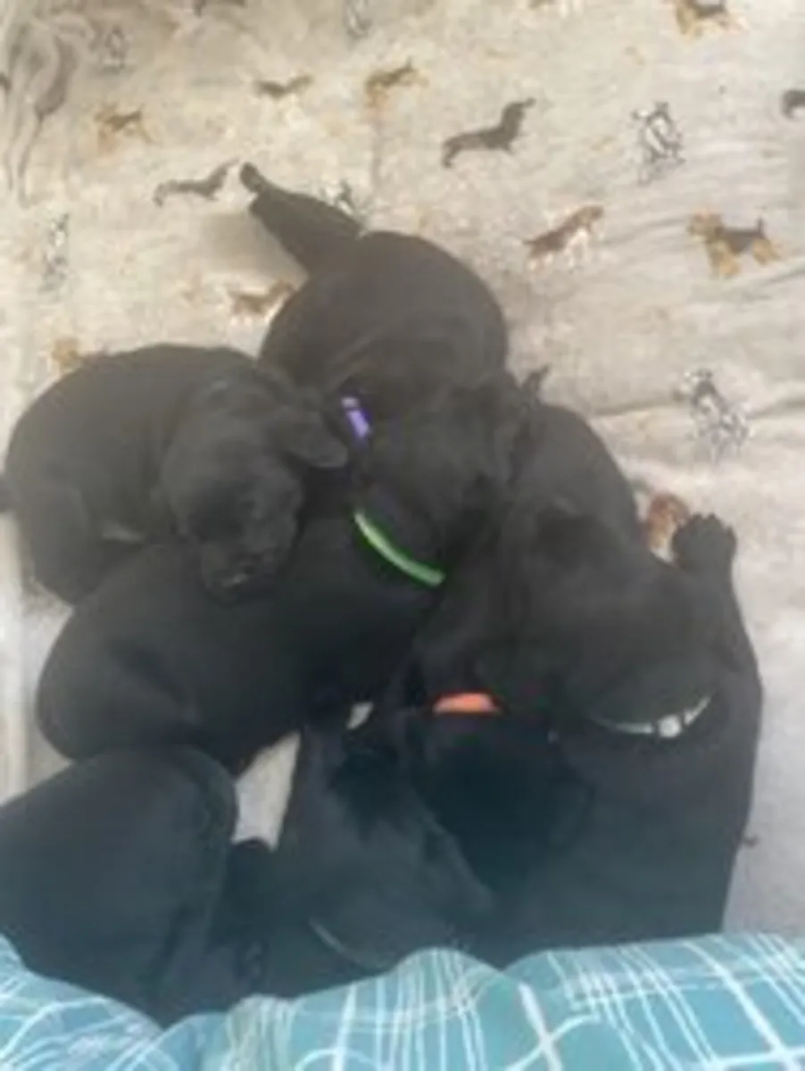 黑色拉布拉多幼犬 KC 注册