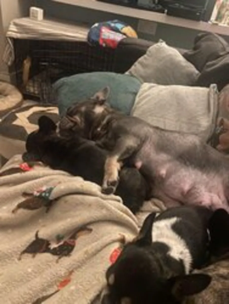 ¡Adorable cachorro macho bulldog francés listo ahora!