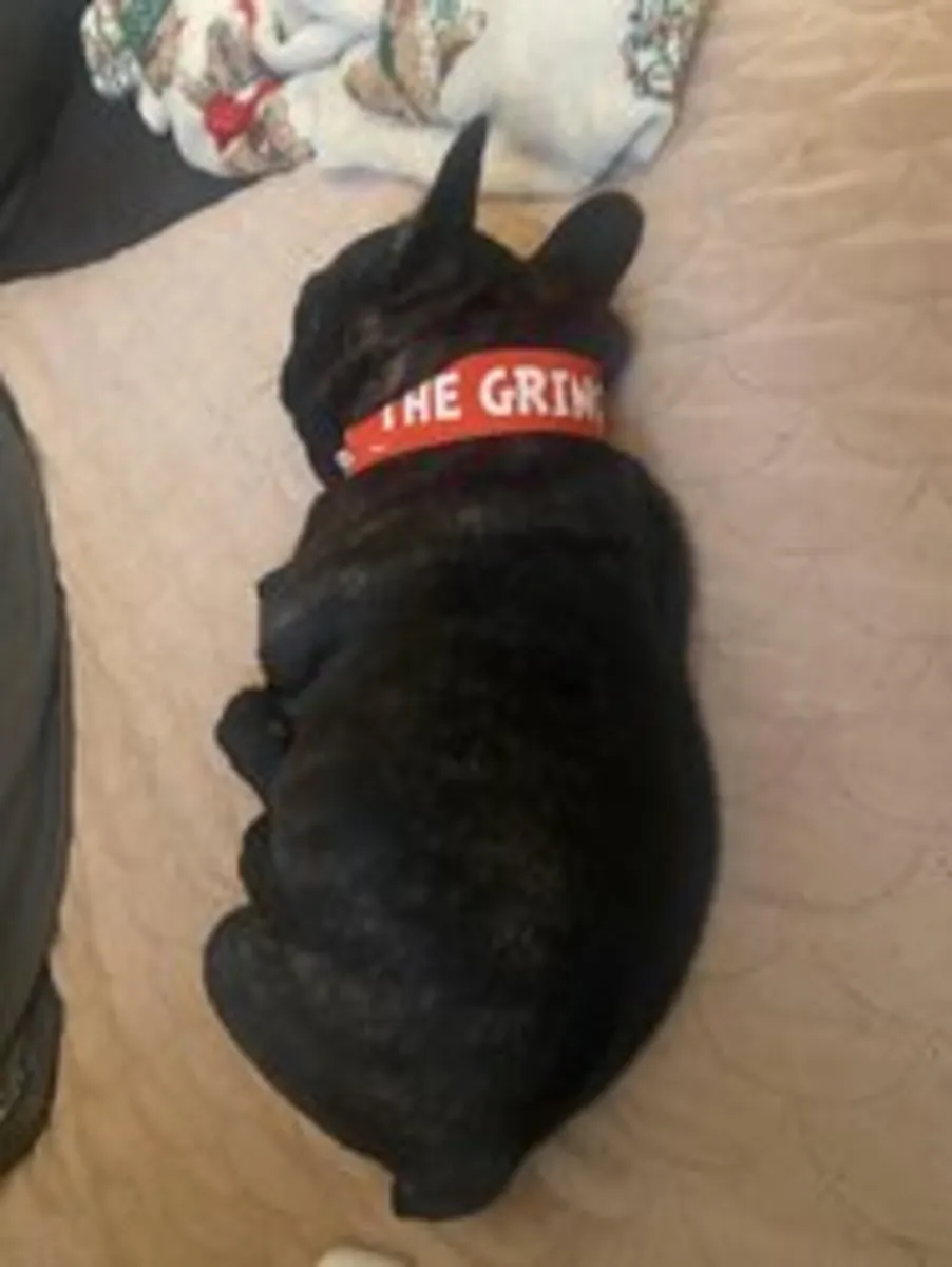 ¡Adorable cachorro macho bulldog francés listo ahora!