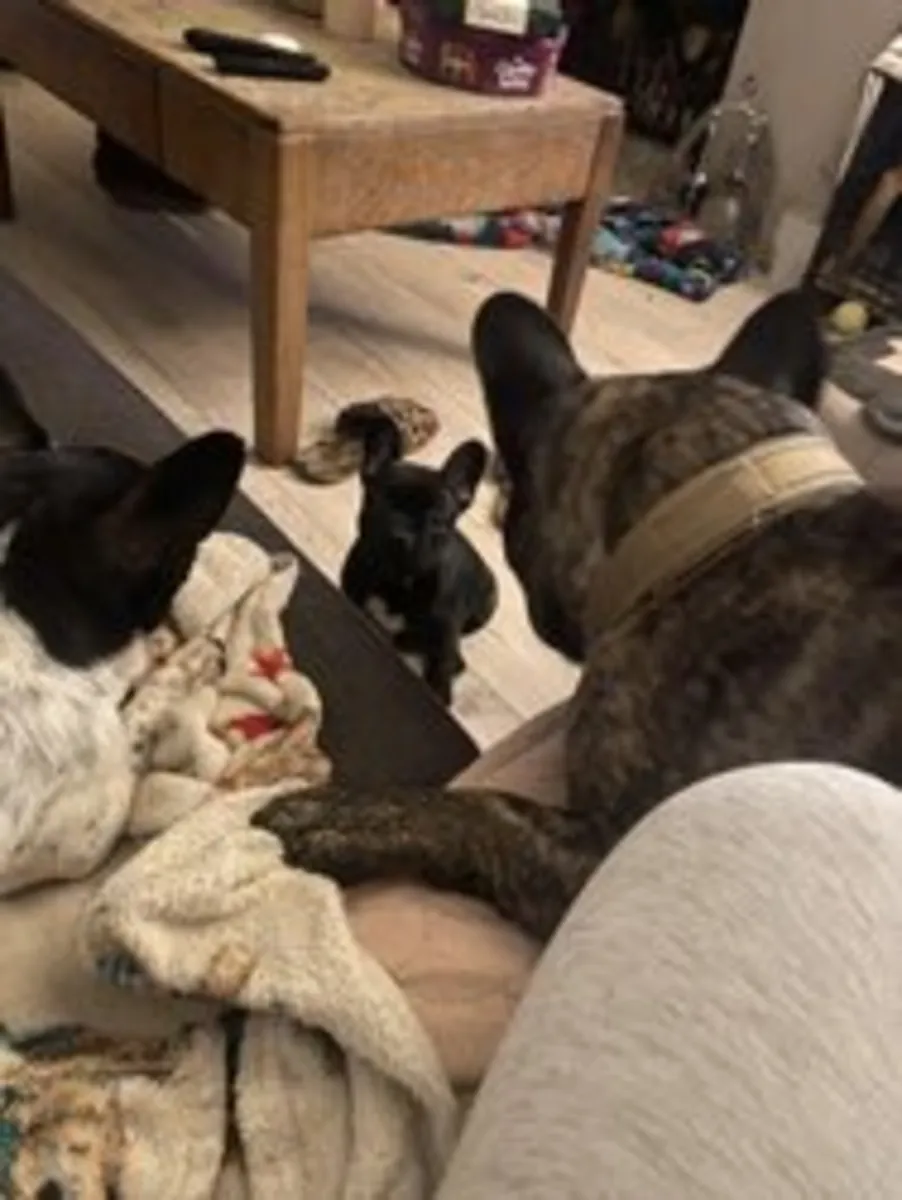 ¡Adorable cachorro macho bulldog francés listo ahora!