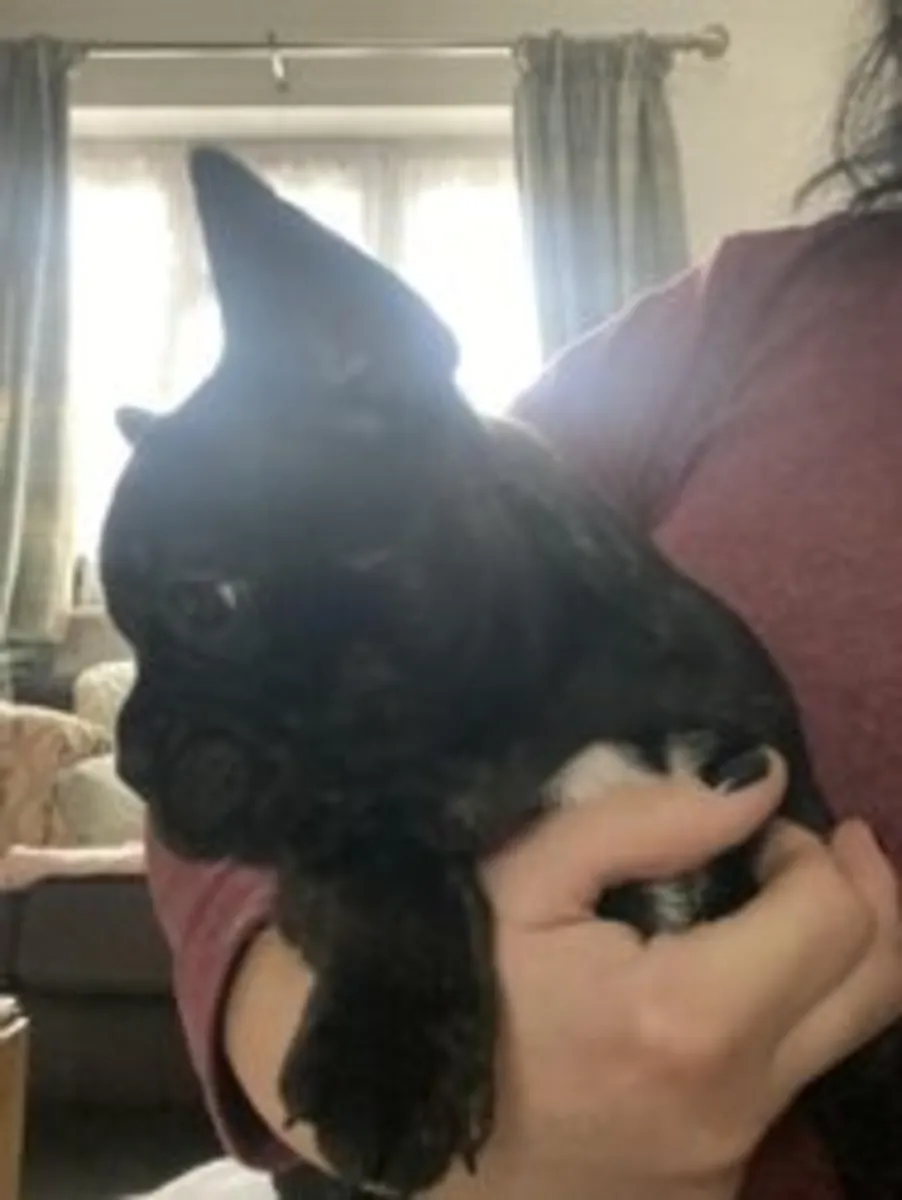 ¡Adorable cachorro macho bulldog francés listo ahora!