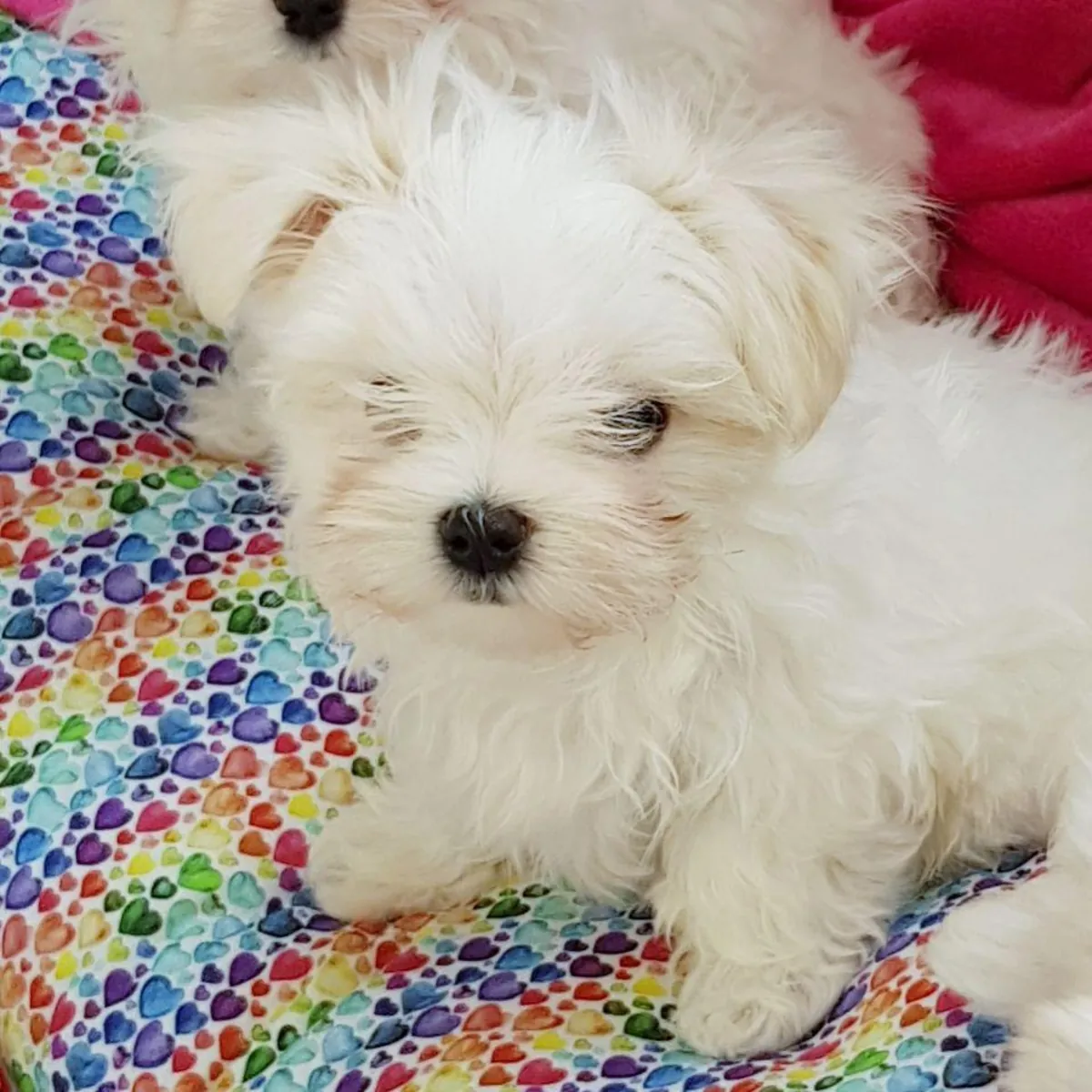 我们有漂亮的雄性和雌性马尔济斯犬幼犬