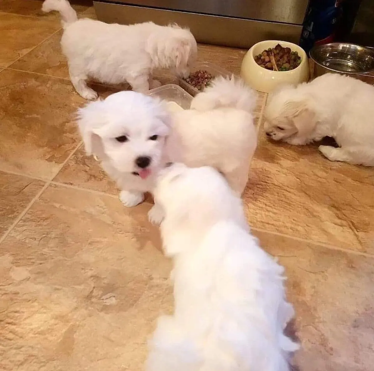 可爱漂亮的雄性和雌性马尔济斯犬幼犬