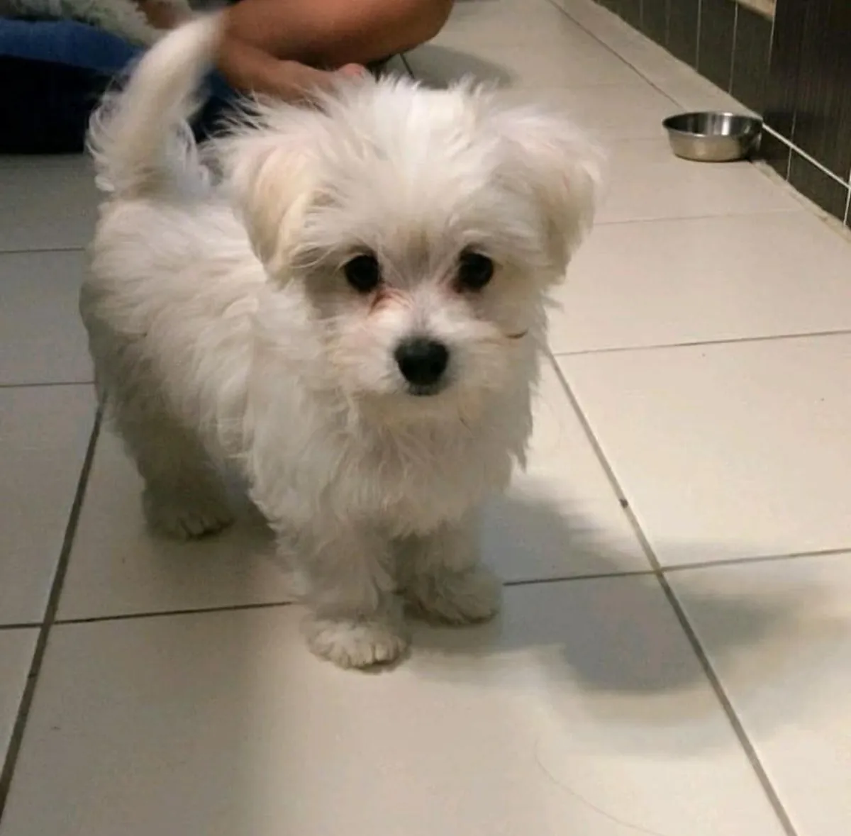 我们有华丽的雄性和雌性马尔济斯犬幼犬