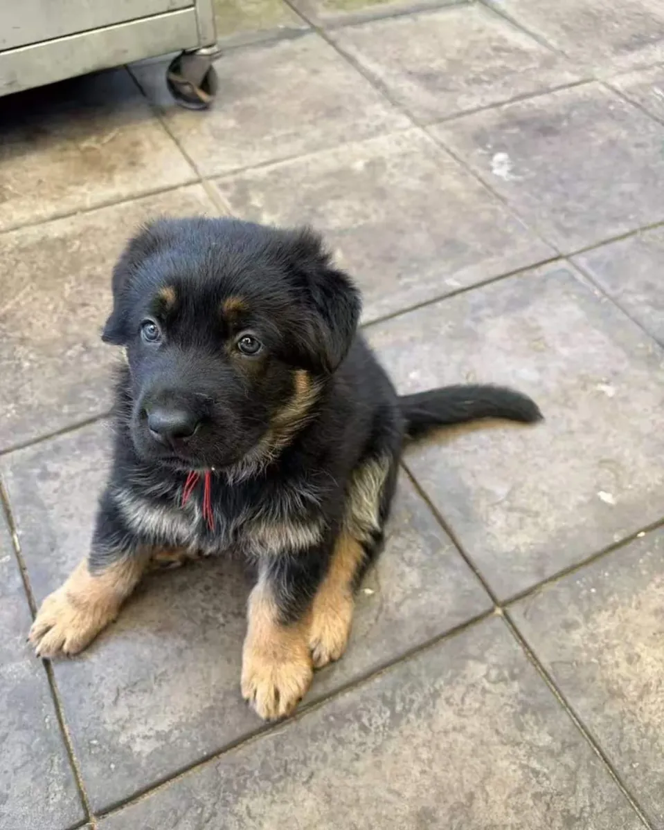 Chiots Mâles et Femelles Berger Allemand Adorables et Sains Disponibles pour Rejoindre un Bon Foyer