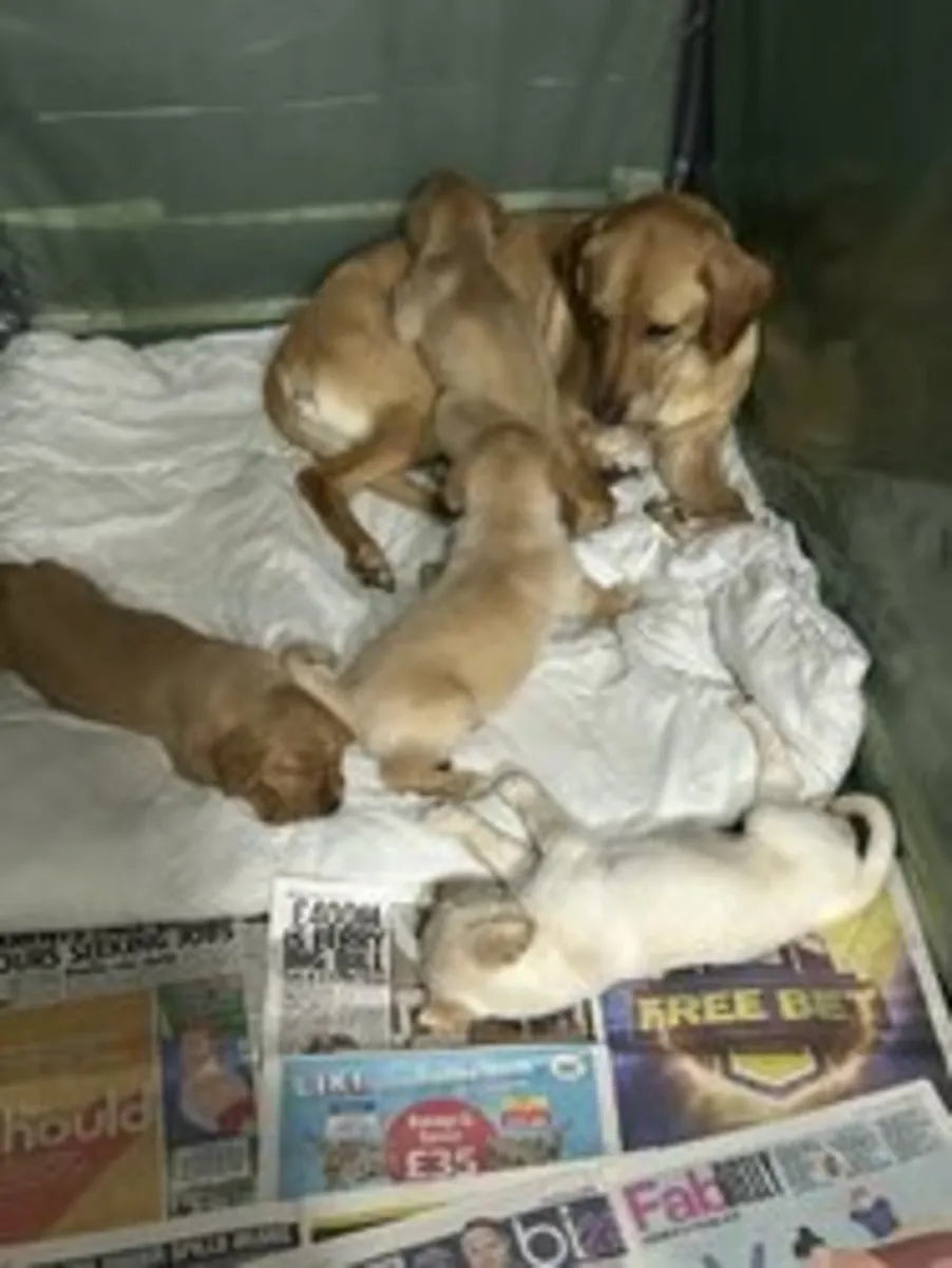 Chiots mâles Labrador doré