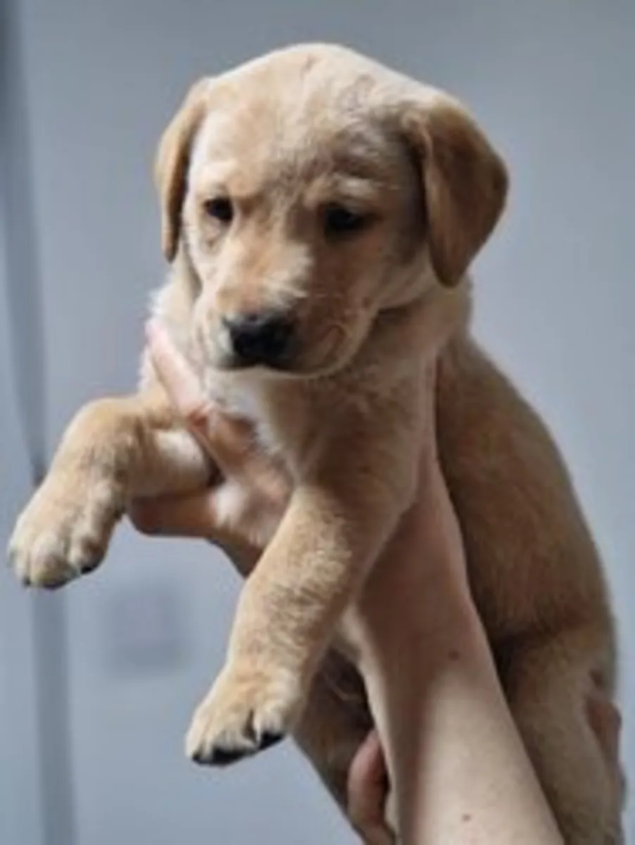 Chiots mâles Labrador doré