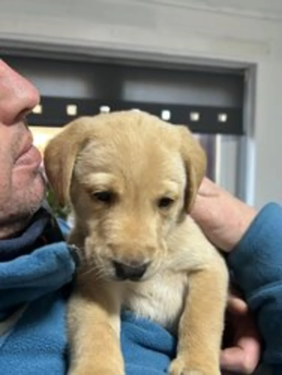 Chiots mâles Labrador doré