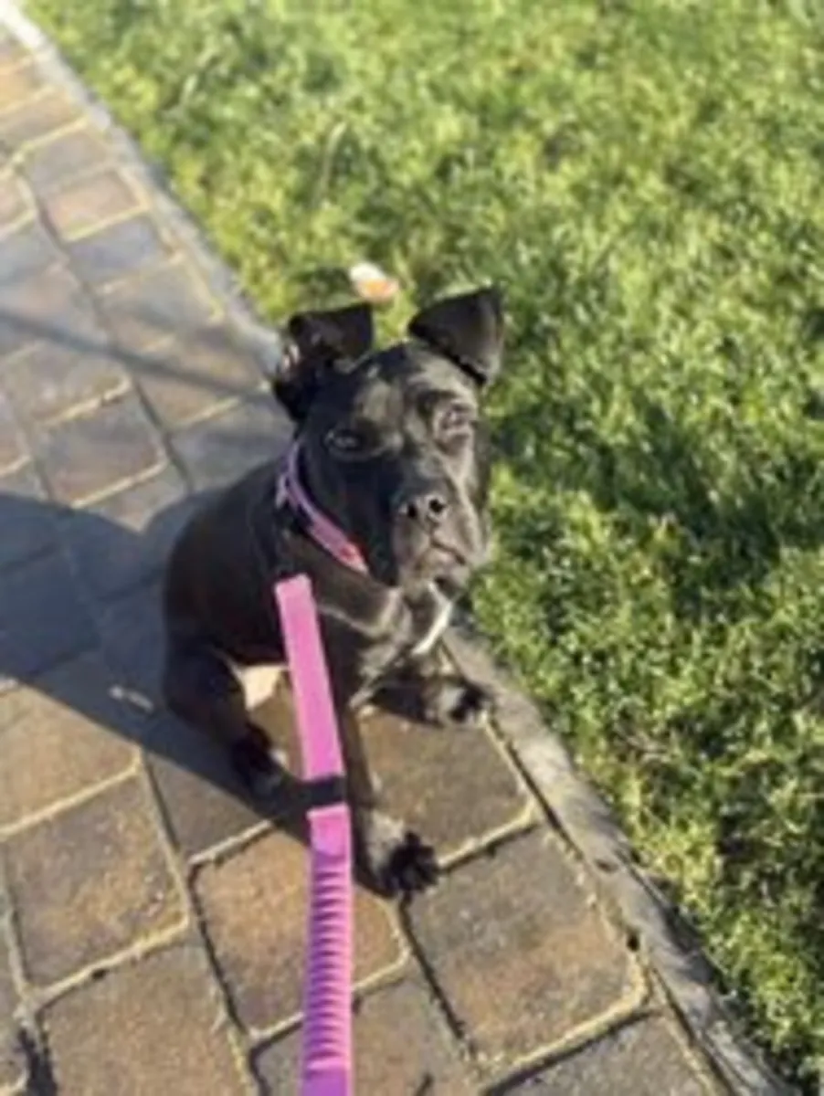 femelle cane corso