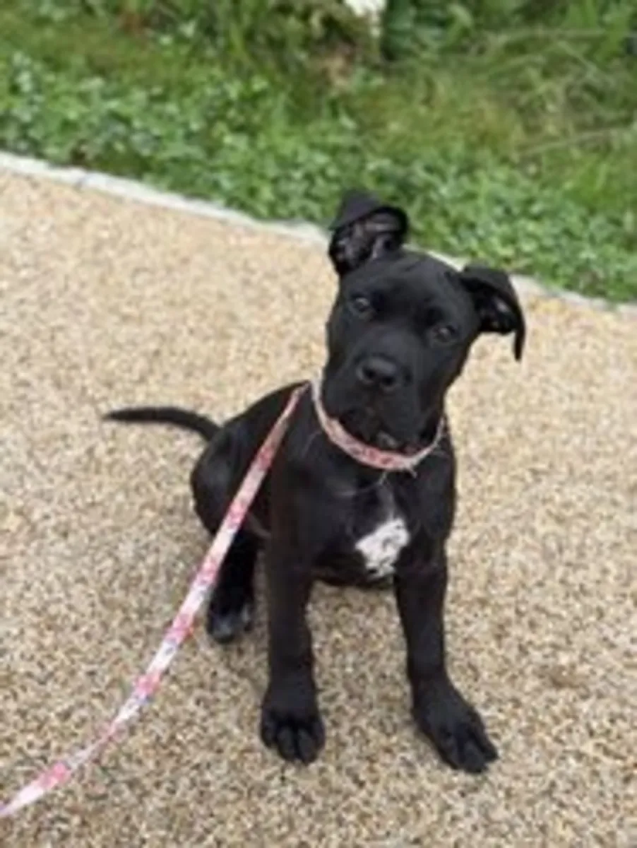 femelle cane corso