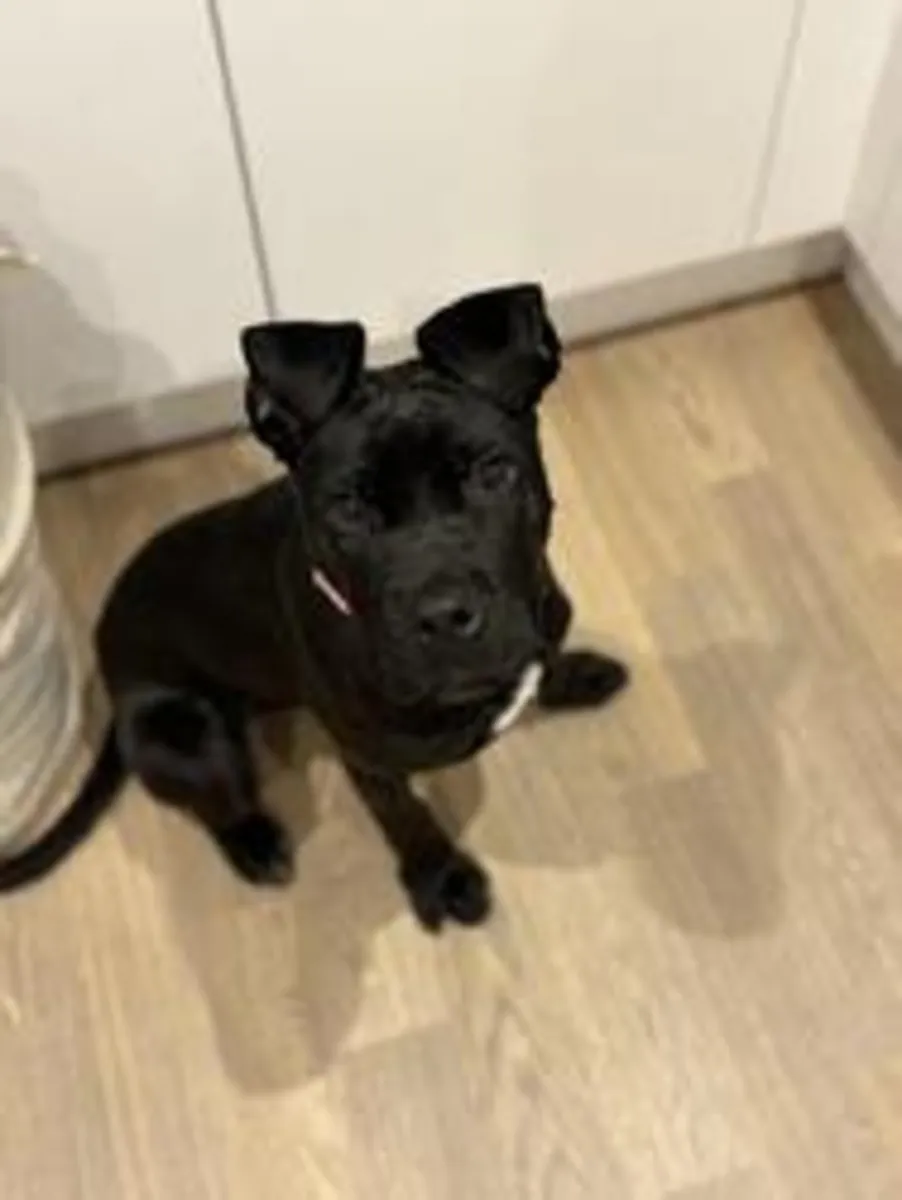 femelle cane corso
