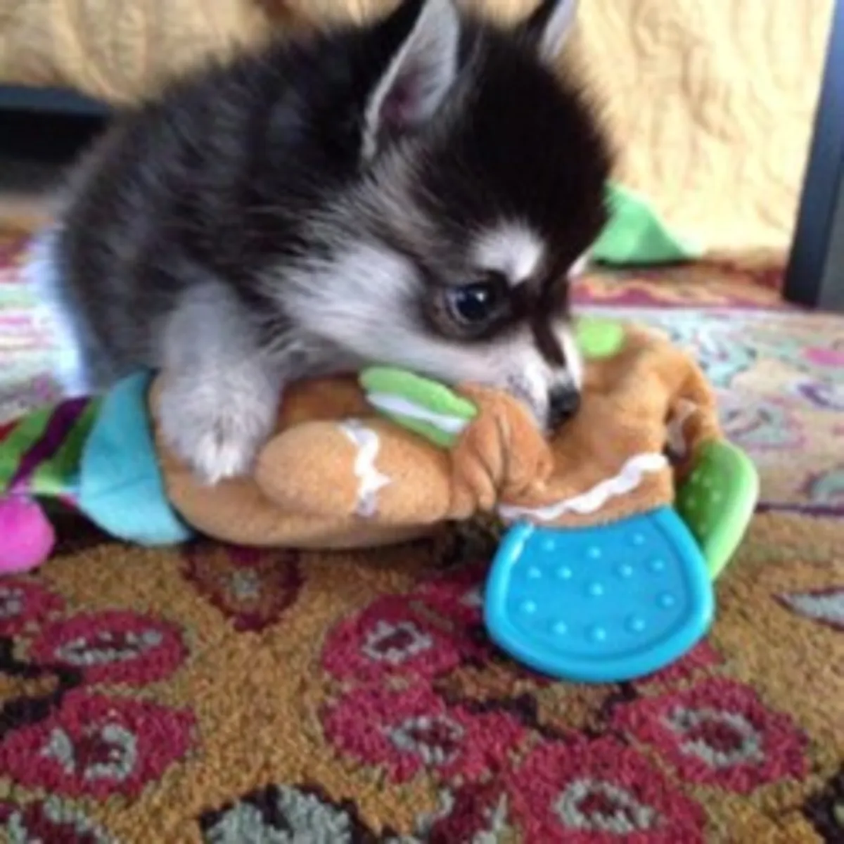 Chiots Alaskan Klee Kai Bien Éduqués