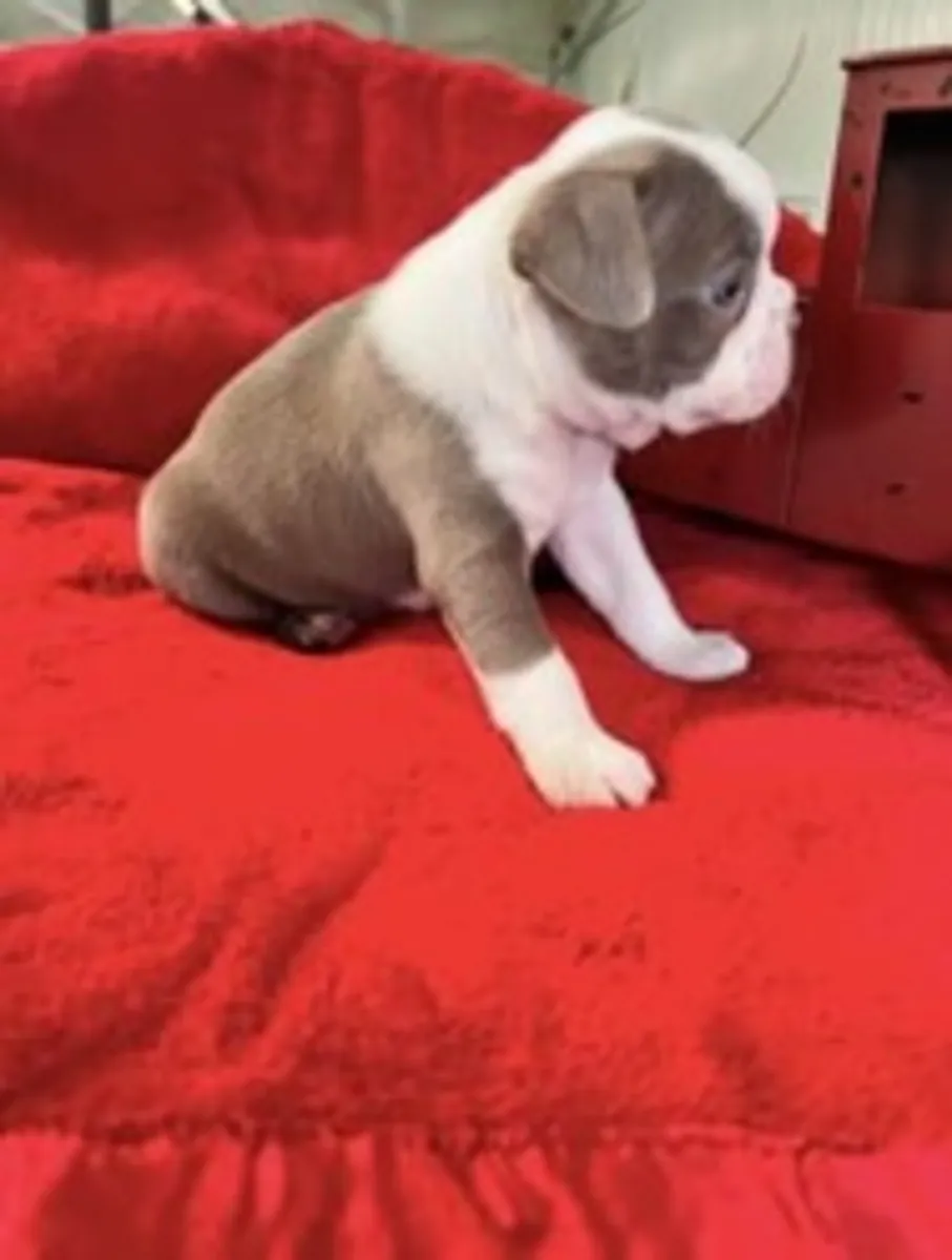 波士顿犬小狗