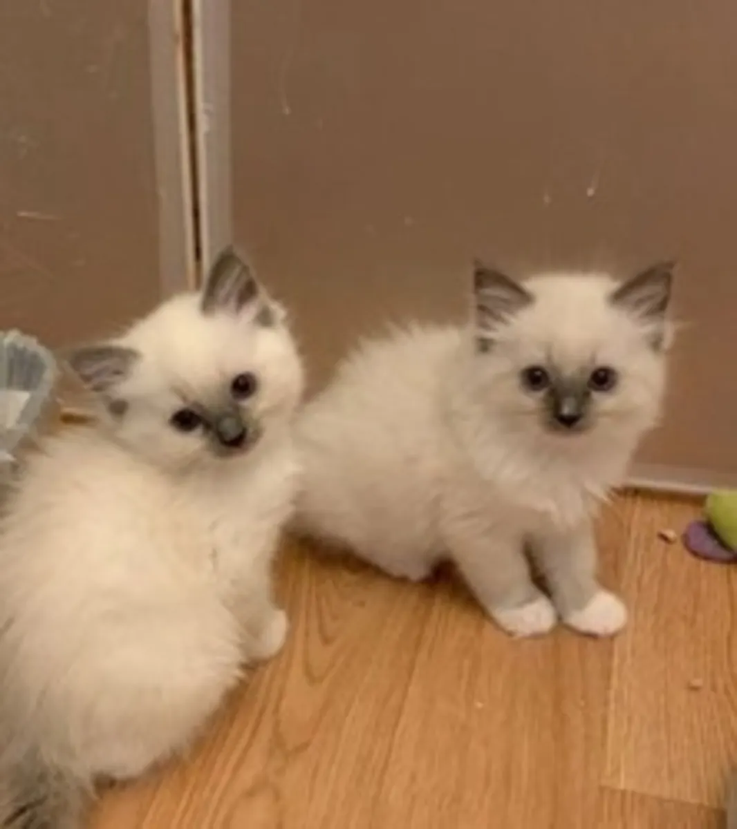 Preciosos gatitos Ragdoll GCCF