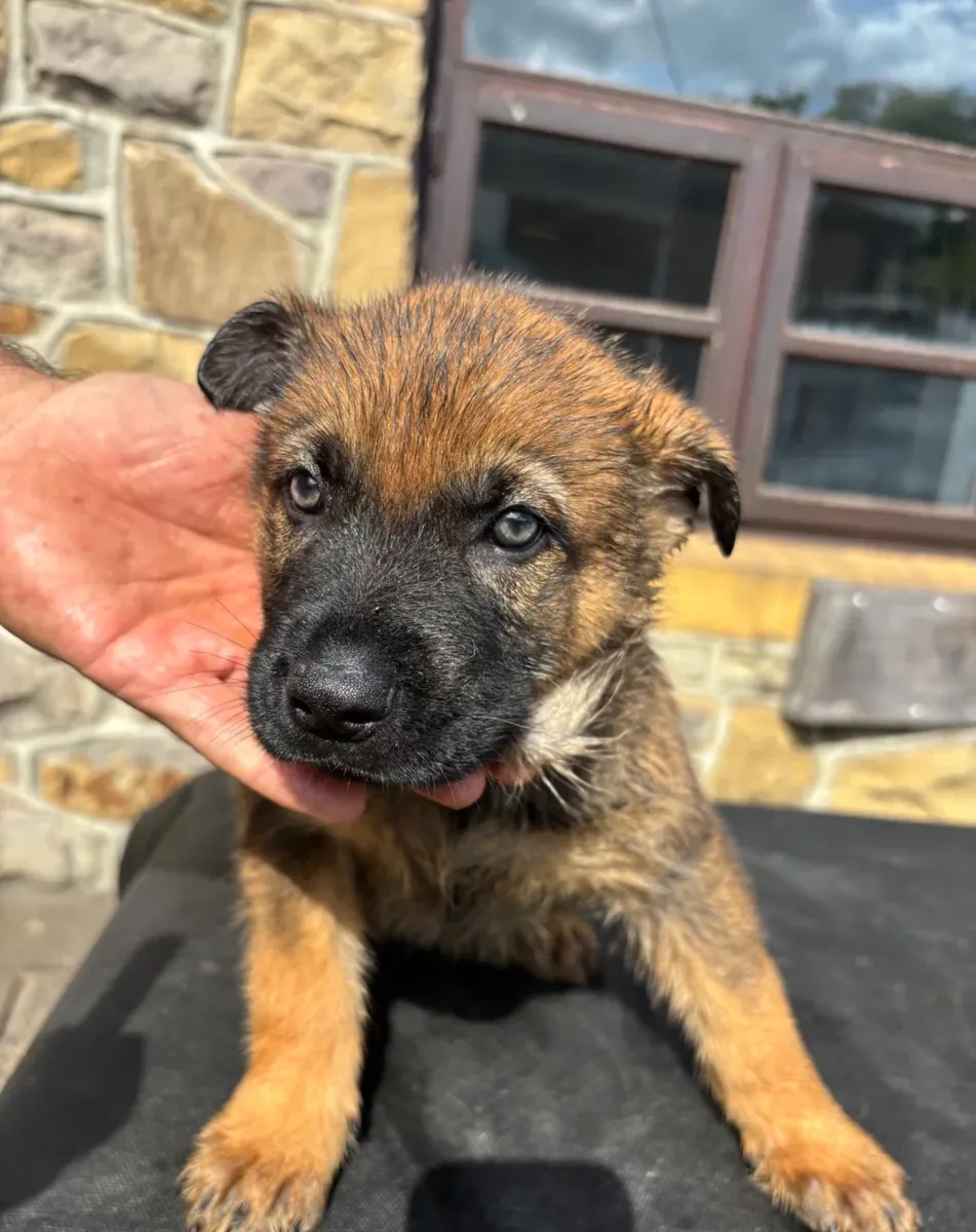 German shepherd puppies moving to lovely homes