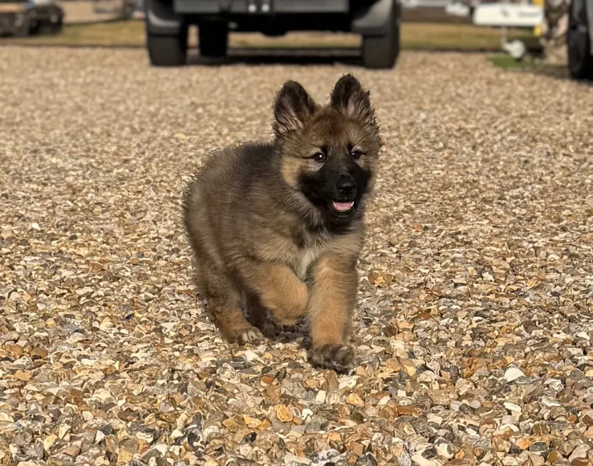 Playful German Shepherd Dog