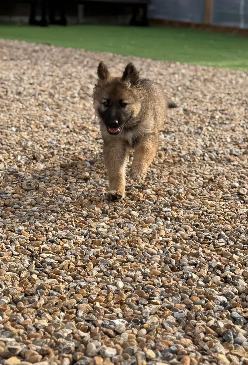 Playful German Shepherd Dog