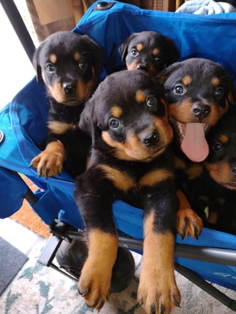 Mignon chiot Rottweiler à adopter