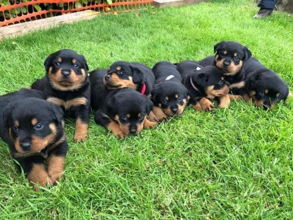 Mignon chiot Rottweiler à adopter