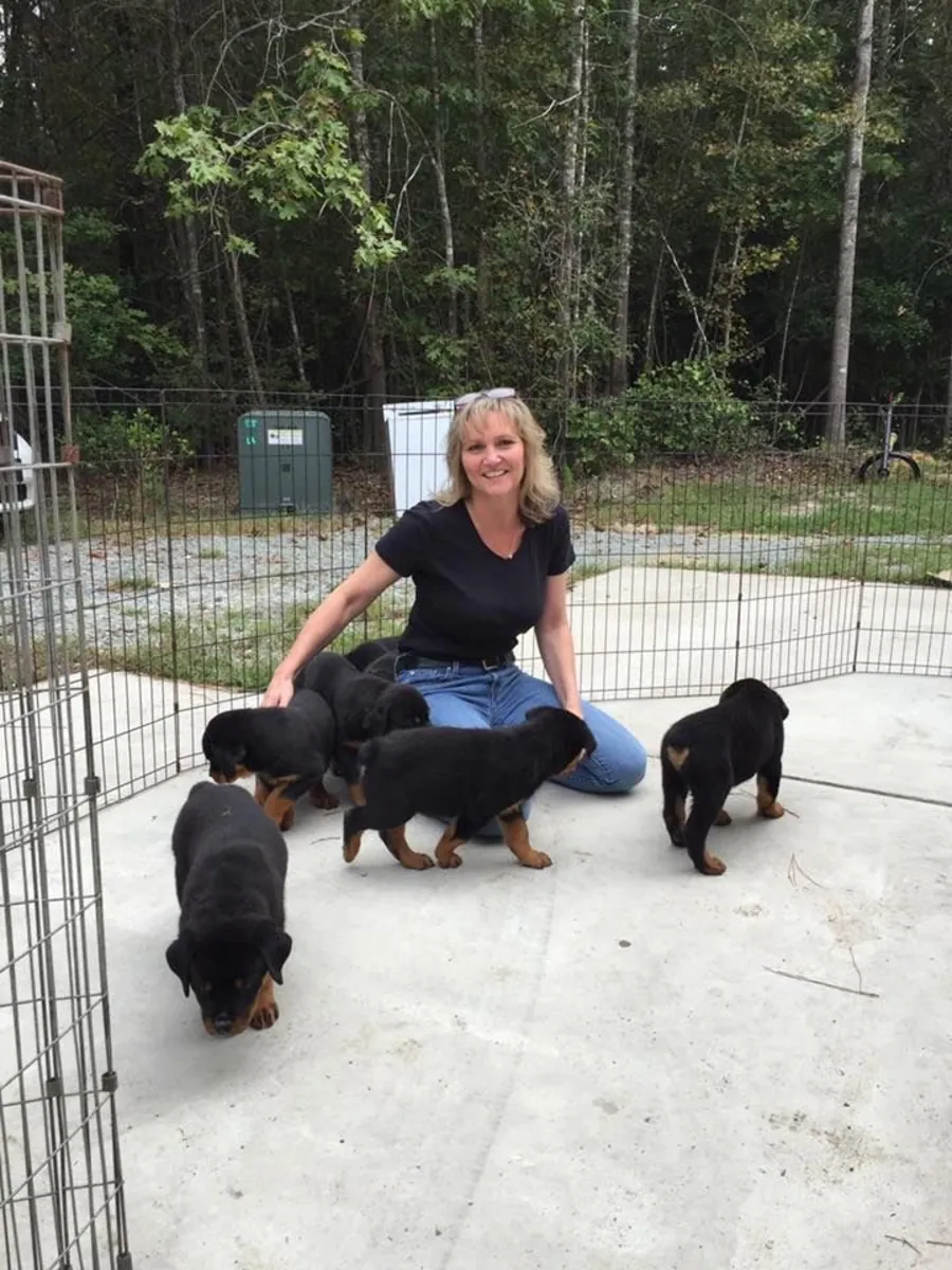 Mignon chiot Rottweiler à adopter