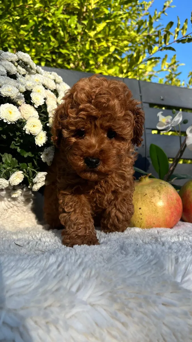 Toy size Wonderful Poodle Puppies