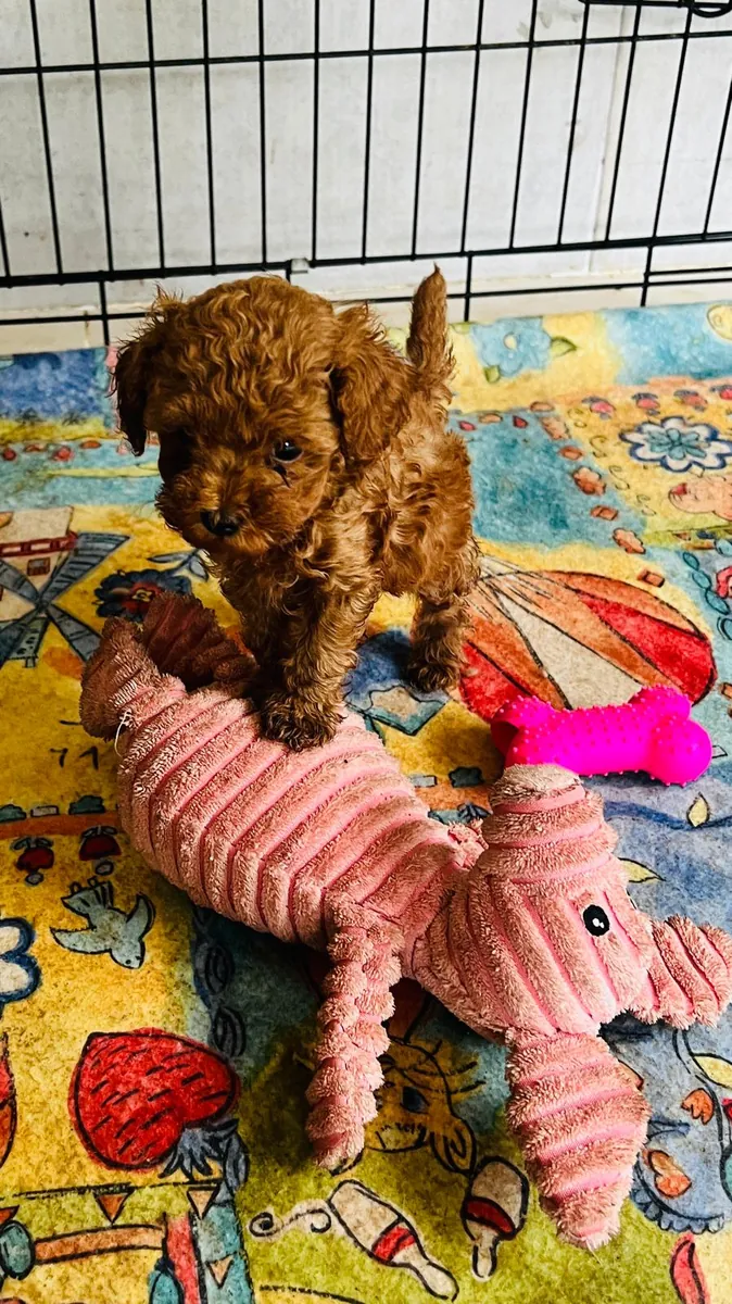Toy size Wonderful Poodle Puppies