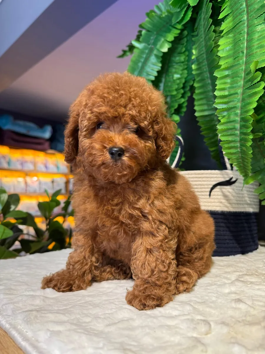 Toy size Wonderful Poodle Puppies