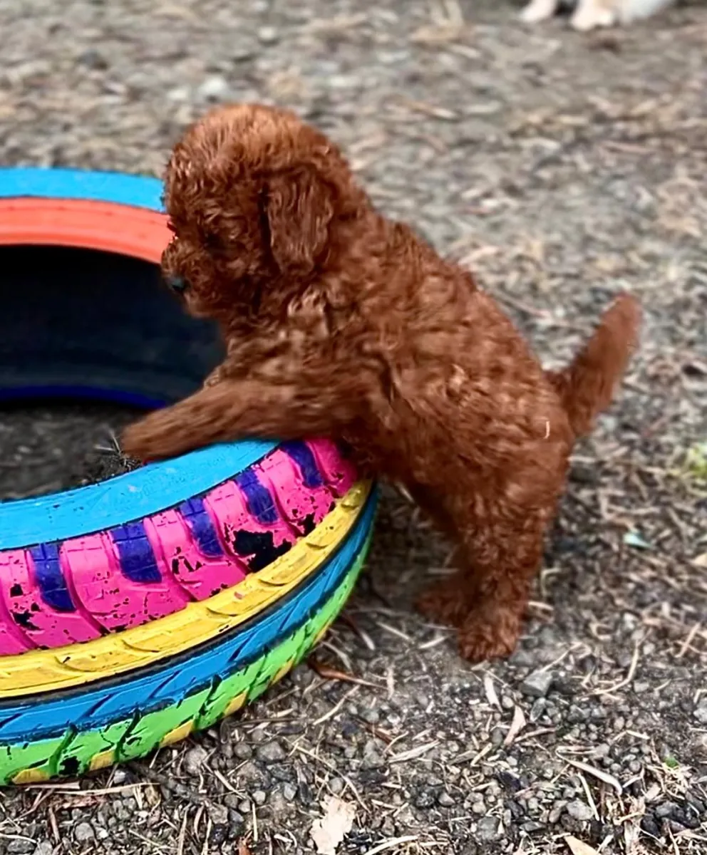 Toy size Wonderful Poodle Puppies
