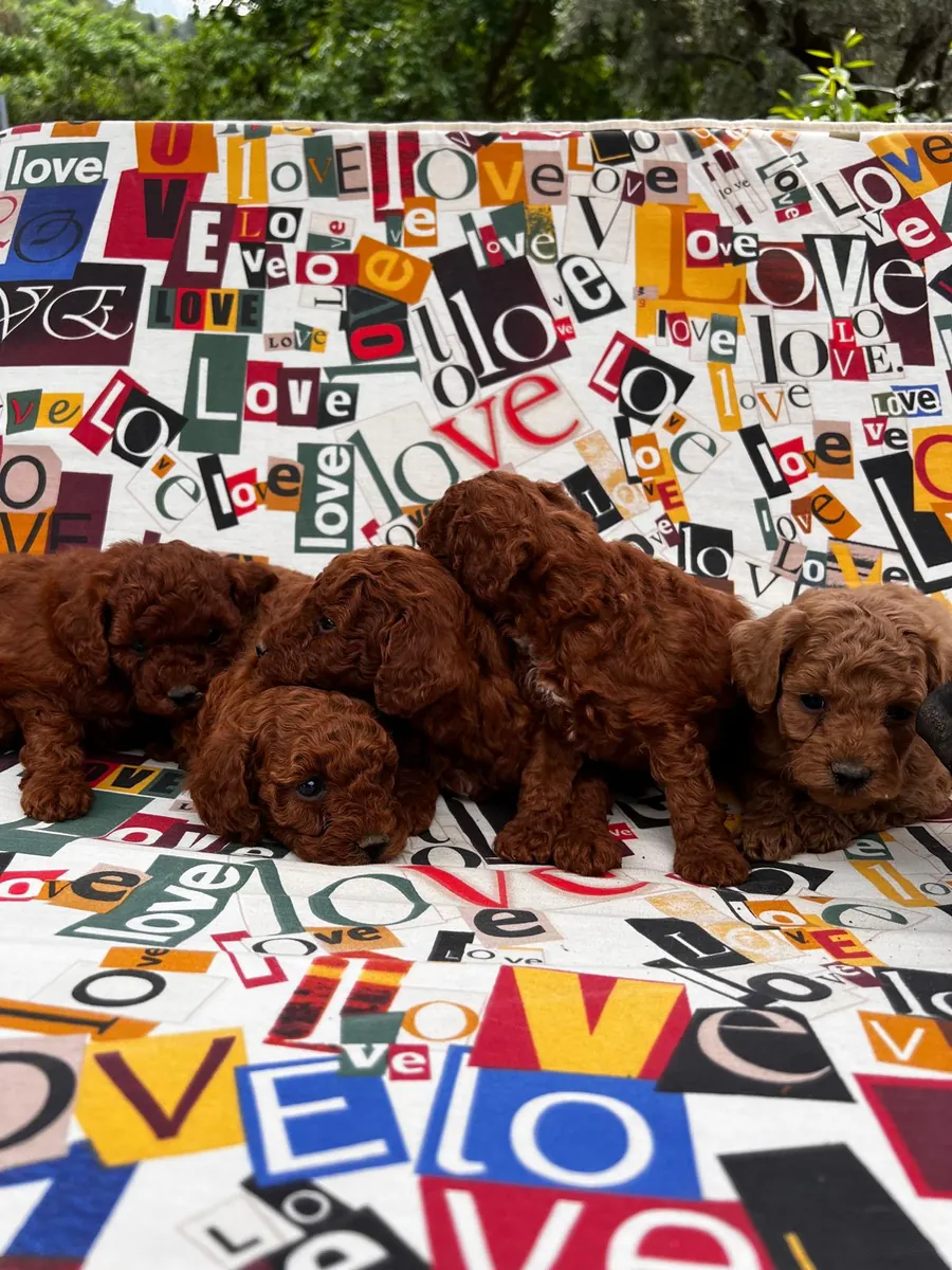 Toy size Wonderful Poodle Puppies