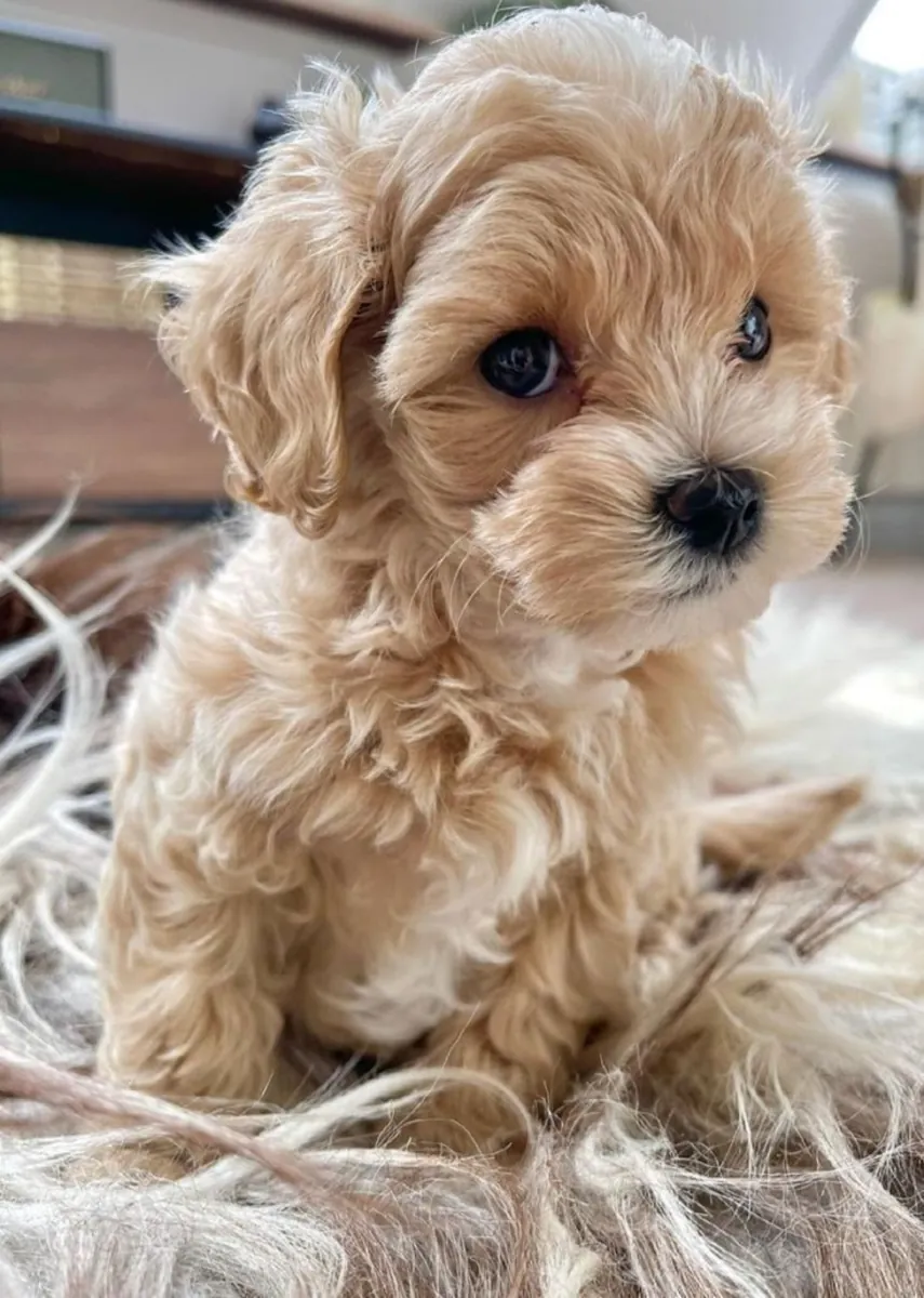 Wonderful Maltipo Puppies