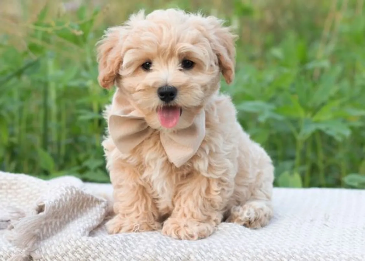 Wonderful Maltipo Puppies