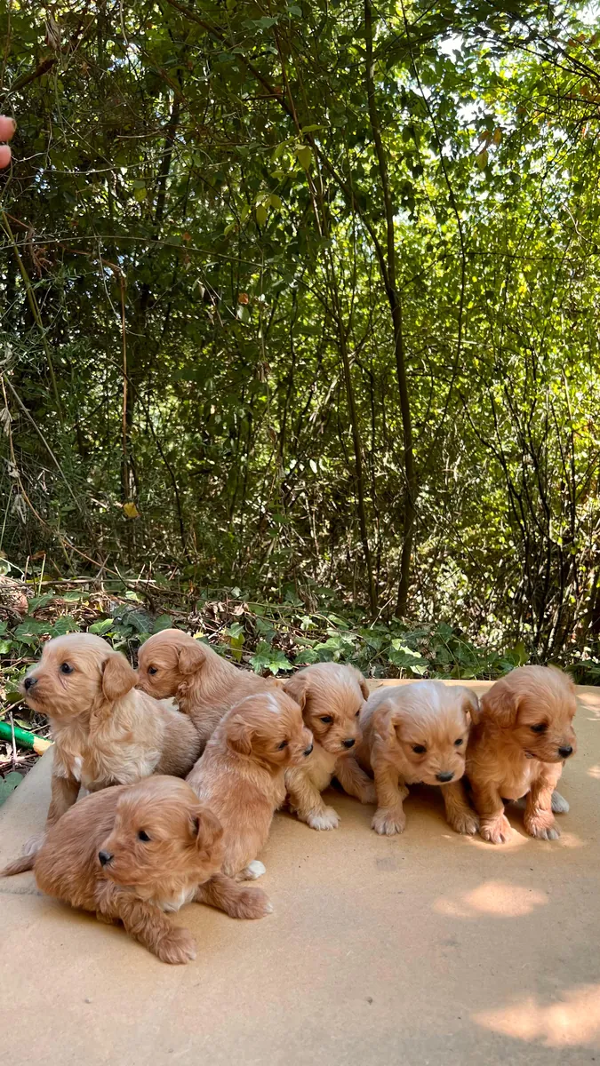 Wonderful Maltipo Puppies