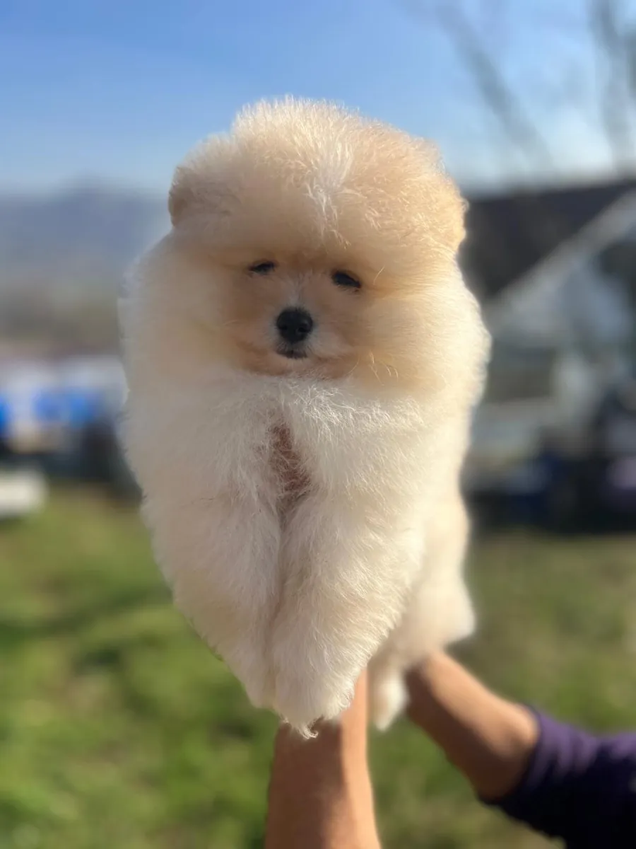 Kartopu, nuestra cachorra hembra Pomerian Boo