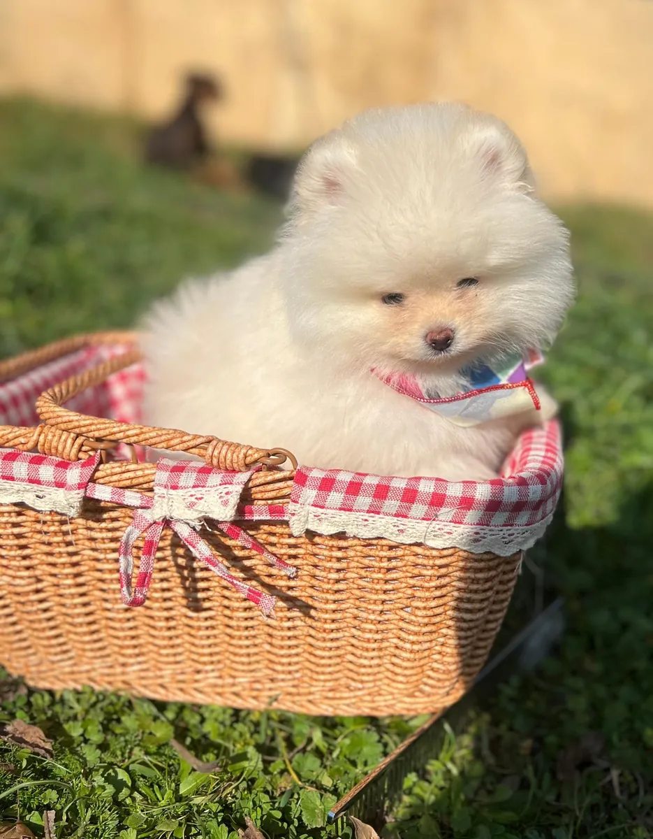 Kartopu, nuestra cachorra hembra Pomerian Boo