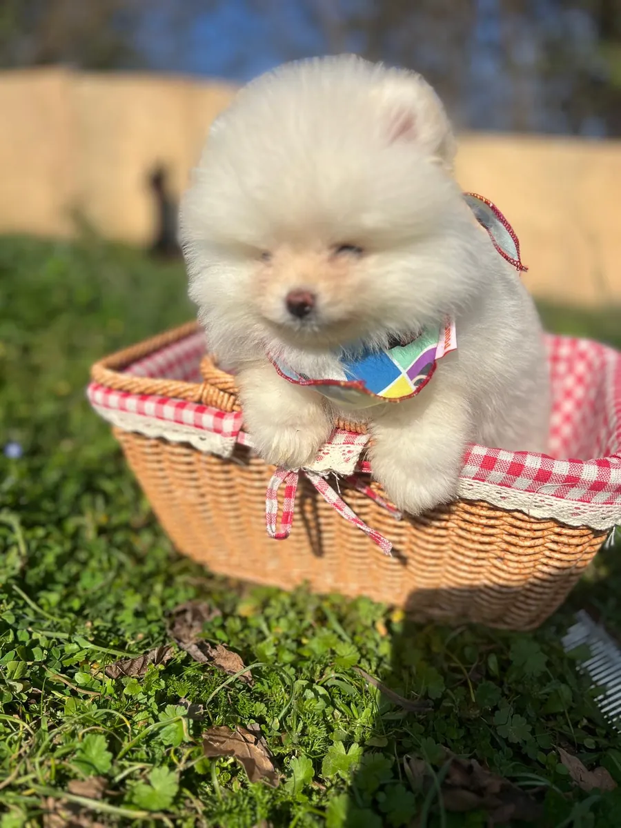 Kartopu, nuestra cachorra hembra Pomerian Boo