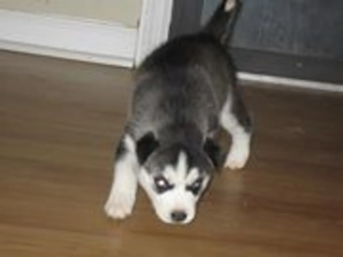 Cachorros husky siberianos para aadopcion(REGALO)