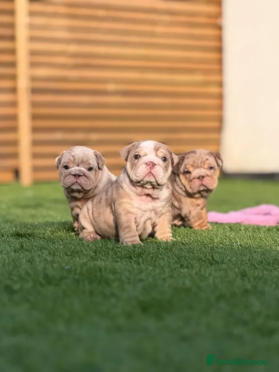 English bulldog available for rehoming 