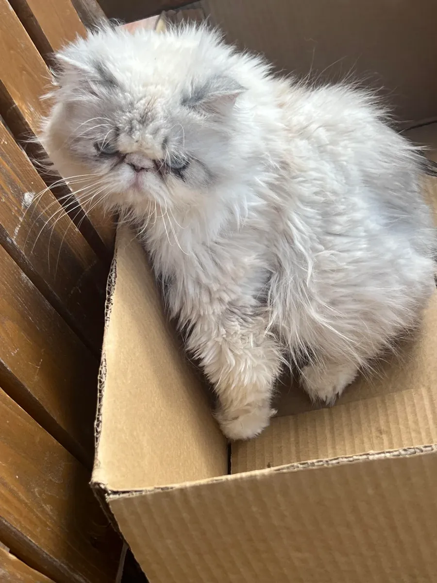 Persian cat adoption